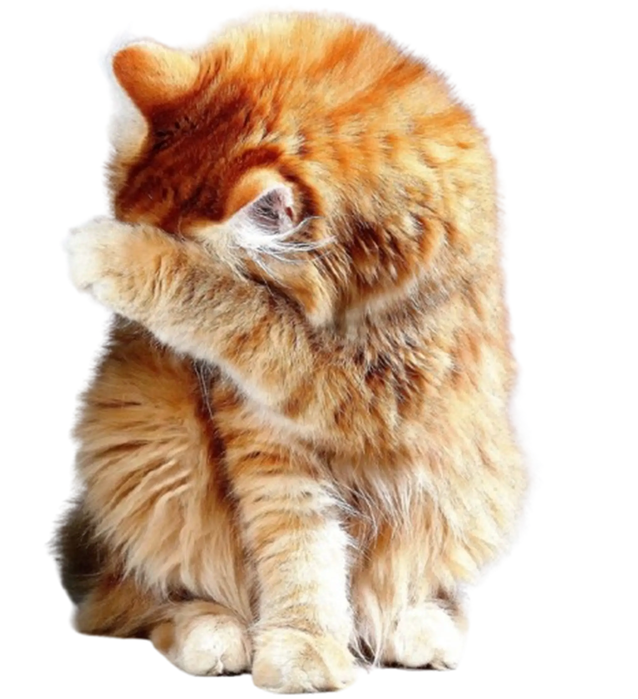 Cat Background
