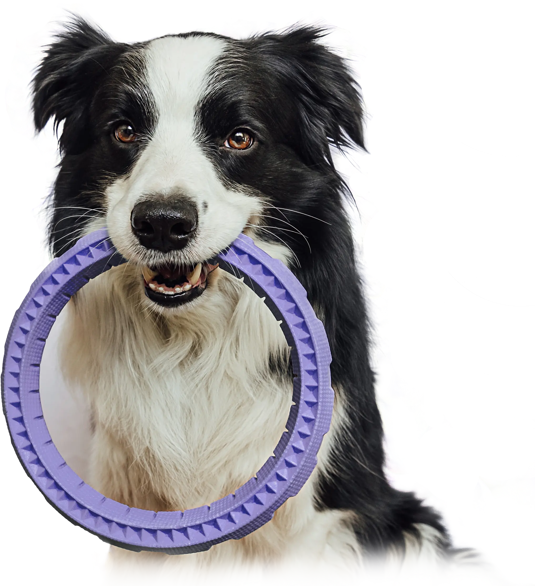 Dog Background